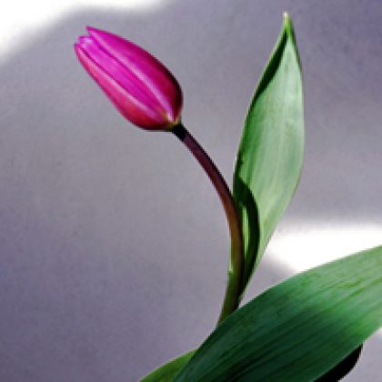 צילום מוצרים | צלם סטודיו